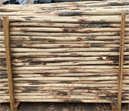 PALI CASTAG.SCOR.H200 03/05 CP.